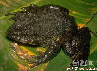 [图文]世界上最大的青蛙 是成年青蛙声音的3倍