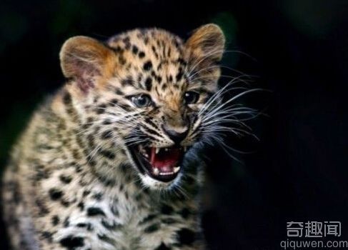自然界最孤独最稀少的动物 远东豹30只个体存活