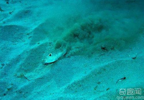日本海岸发现奇异的水下“麦田怪圈” 吸引异性保护后代