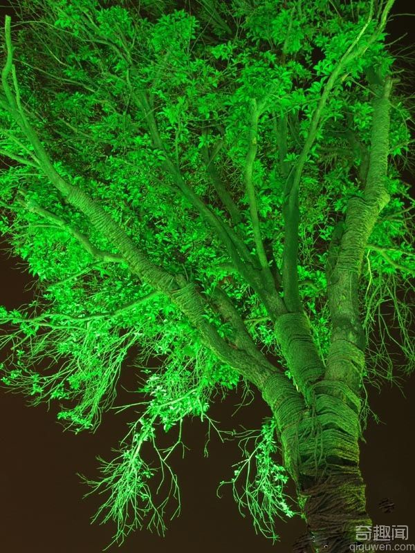 世界上最亮的树 晚上会发出奇特的光