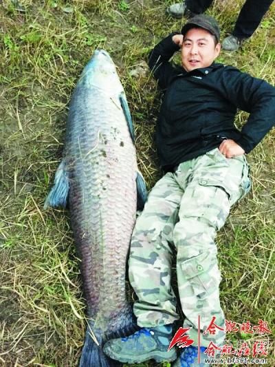 宝鸡大叔钓起大草鱼 1.2米长足足22公斤