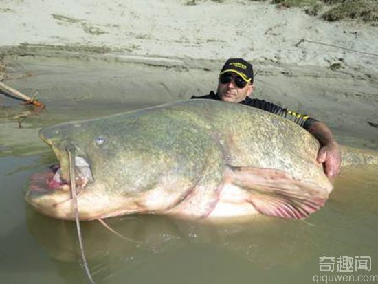 宝鸡大叔钓起大草鱼 1.2米长足足22公斤