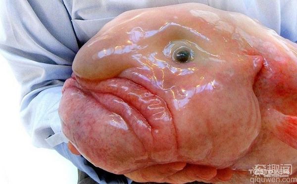 塌鼻子水滴鱼成为世界最丑的动物 塌鼻子水滴鱼能不能吃