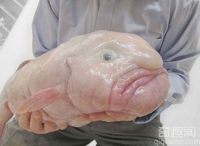 塌鼻子水滴鱼成为世界最丑的动物 塌鼻子水滴鱼能不能吃
