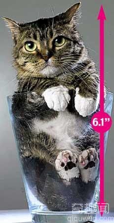 世界上体型最小的短毛家猫：Peebles身长只有6.1英寸