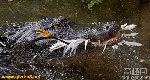 鳄鱼懂得利用小树枝巧妙诱捕鸟类 最终将它们吞食