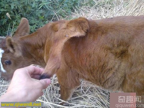 5条腿牛犊 湖北枝江市发现5条腿小牛