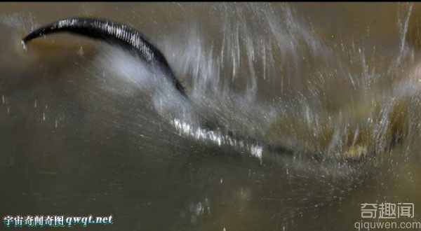 辟谣 北京西单动物园捕获巨型蟒蛇
