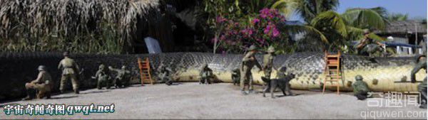 辟谣 北京西单动物园捕获巨型蟒蛇