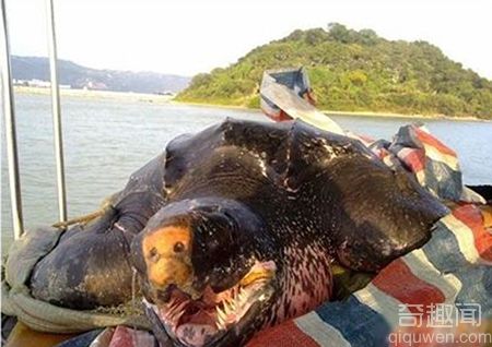 广东汕头达濠渔民捕获巨型大水怪 十位壮汉才挪动它