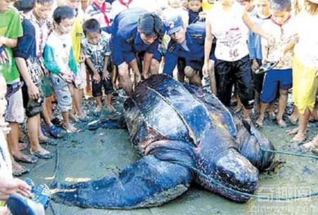 广东汕头达濠渔民捕获巨型大水怪 十位壮汉才挪动它