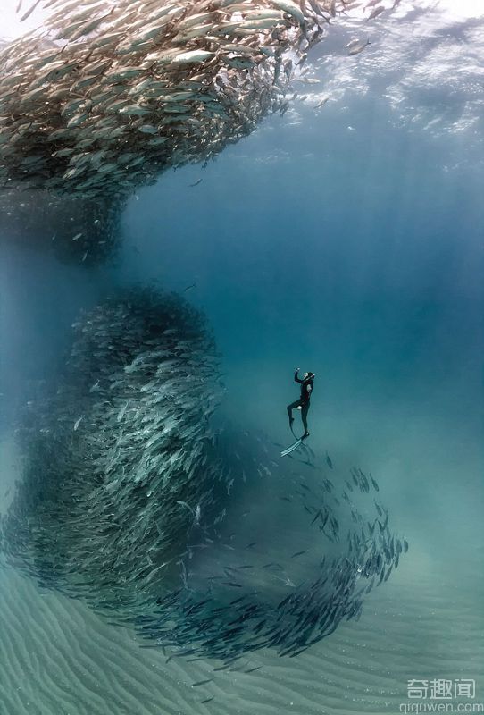 海洋探险家抓拍鱼群龙卷风 令人叹为观止的鱼群旋涡