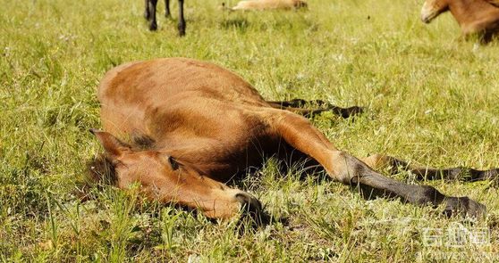 马是怎么睡觉的 马为何能站着睡觉