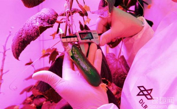 科学家拟建“太空花园”用尿液种植新鲜蔬菜