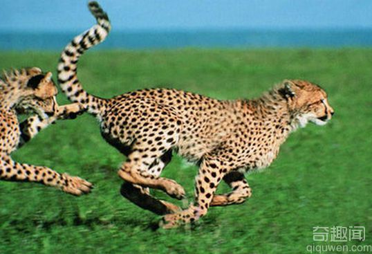 猎豹是世界上短跑速度最快的动物