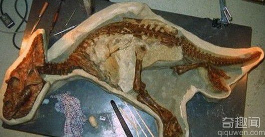 发现一具婴儿开角龙化石 推断因溺水而死的