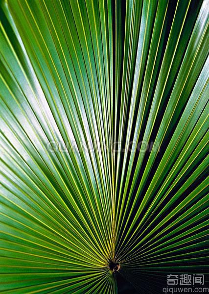 植物世界之最：世界上最长的叶子亚马逊棕桐有24.7米【组图】