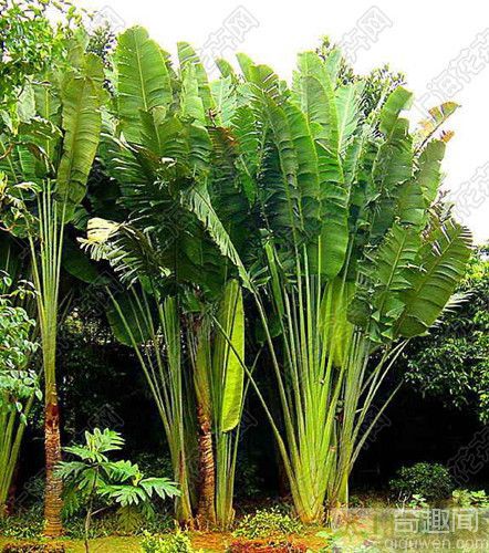 植物世界之最：世界上最长的叶子亚马逊棕桐有24.7米【组图】