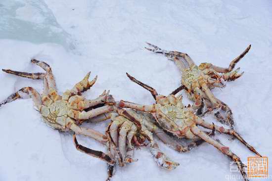 挪威巨型帝王蟹 已泛滥成灾可大饱口福