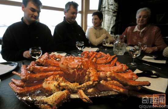 挪威巨型帝王蟹 已泛滥成灾可大饱口福