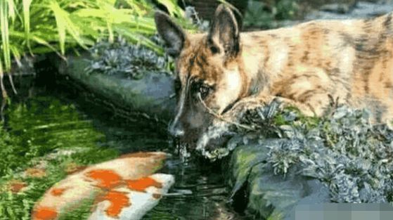 主人发现狗狗每天都去池塘边玩耍，偷偷跟踪后，结果不淡定了