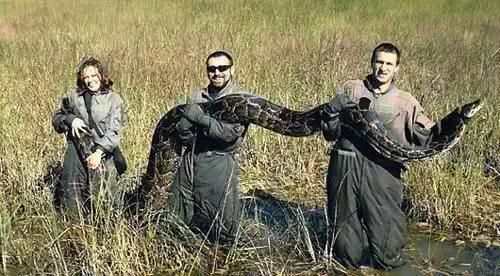 世界上最大的蛇类排名，体型最长可达到九米以上，第二已频临灭绝