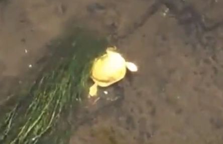 小伙在河岸看见金色“乌龟”，凑近一瞄，顿时让他无语了