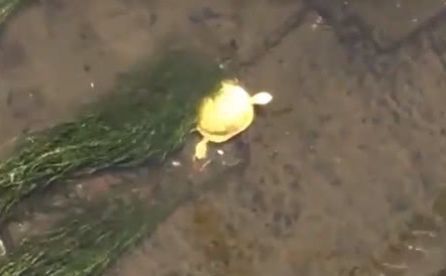 小伙在河岸看见金色“乌龟”，凑近一瞄，顿时让他无语了
