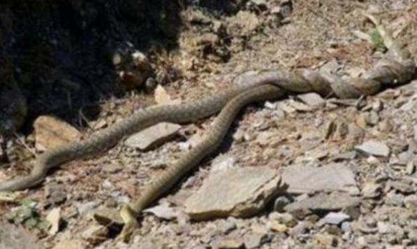 农村老汉山上看到两条缠绕的蛇，用棍子将其弄开，回家后开始心慌