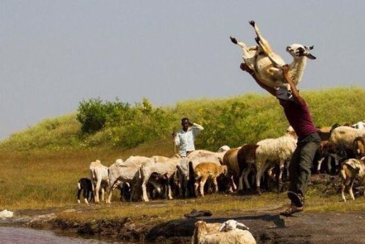 印度旅游看到人们把羊抛到河里，上前问原因，回答让人不淡定了