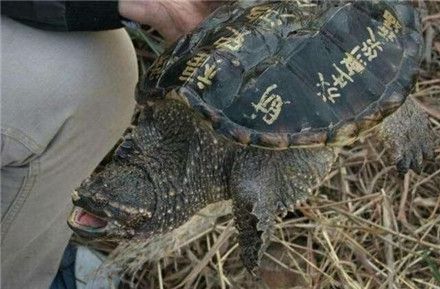 小伙捉到一只大乌龟，村中老人的一番话，小伙决定将其杀死