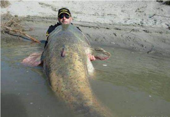 男子钓到一条上百斤大鱼, 正想拍照留念, 可谁知悲剧在下一秒发生
