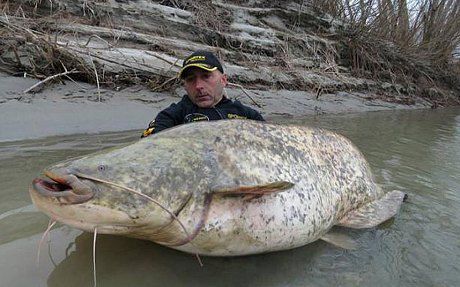 男子钓起242斤巨型鲶鱼，体长近3米，网友：得多大的鱼钩啊？