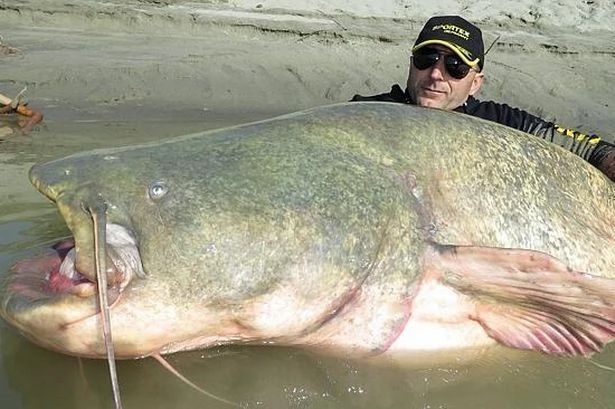 男子钓起242斤巨型鲶鱼，体长近3米，网友：得多大的鱼钩啊？