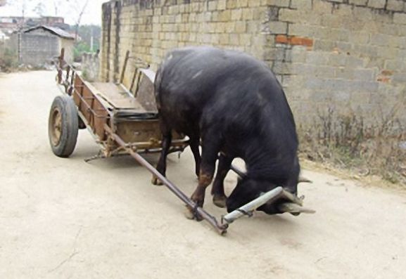 农村老人养了一头神奇的牛它拉车的技能村民个个都夸赞