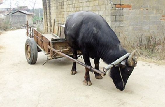 农村老人养了一头神奇的牛，它拉车的技能，村民个个都夸赞