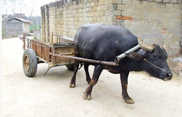 农村老人养了一头神奇的牛它拉车的技能村民个个都夸赞