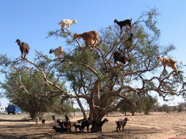 为了生存连羊都会爬树了，网友纷纷感叹：为了混口饭吃真不容易！