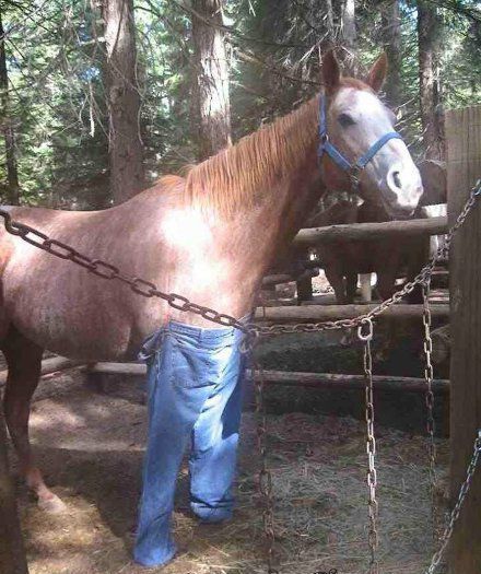 爆笑gif图：哥们，你给这匹马穿条裤子，它还能走路吗？