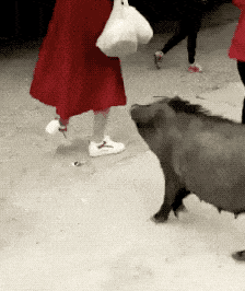 爆笑段子动态图片：这是谁家的猪，  在拱人家的白菜了