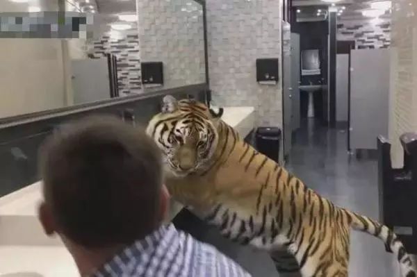 男子厕所发现假老虎,，淡定从它身下爬过，这时老虎突然回头