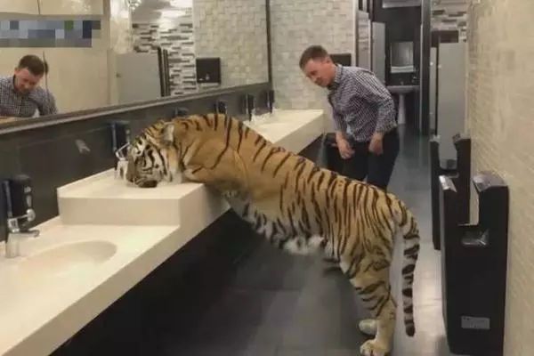 男子厕所发现假老虎,，淡定从它身下爬过，这时老虎突然回头