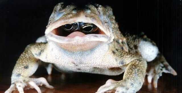 网上爆出一组眼睛长在嘴里的青蛙图片后，网友纷纷表示从来没见过