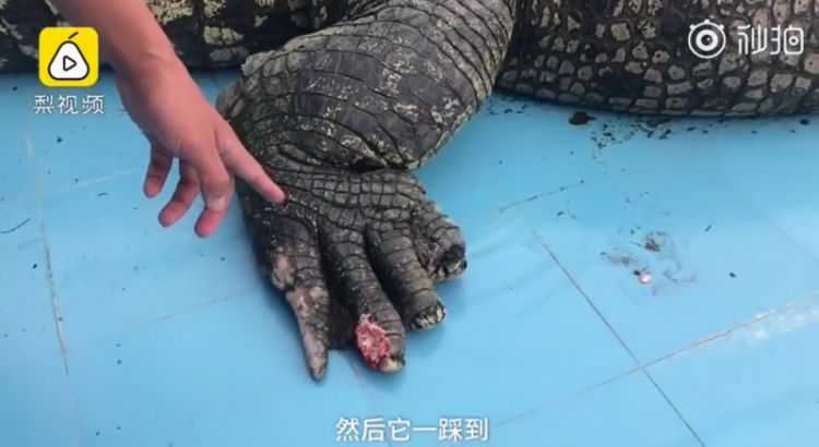 抱小孩游客砸伤亚洲最大鳄鱼，发现流血快步离开，人心是石头做的吗