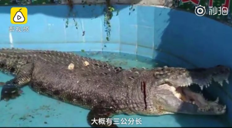 抱小孩游客砸伤亚洲最大鳄鱼，发现流血快步离开，人心是石头做的吗
