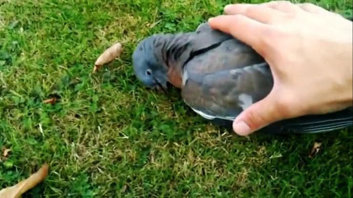 新西兰有种鸟喜欢“酗酒”，经常把自己灌醉，掉地上任人捡！