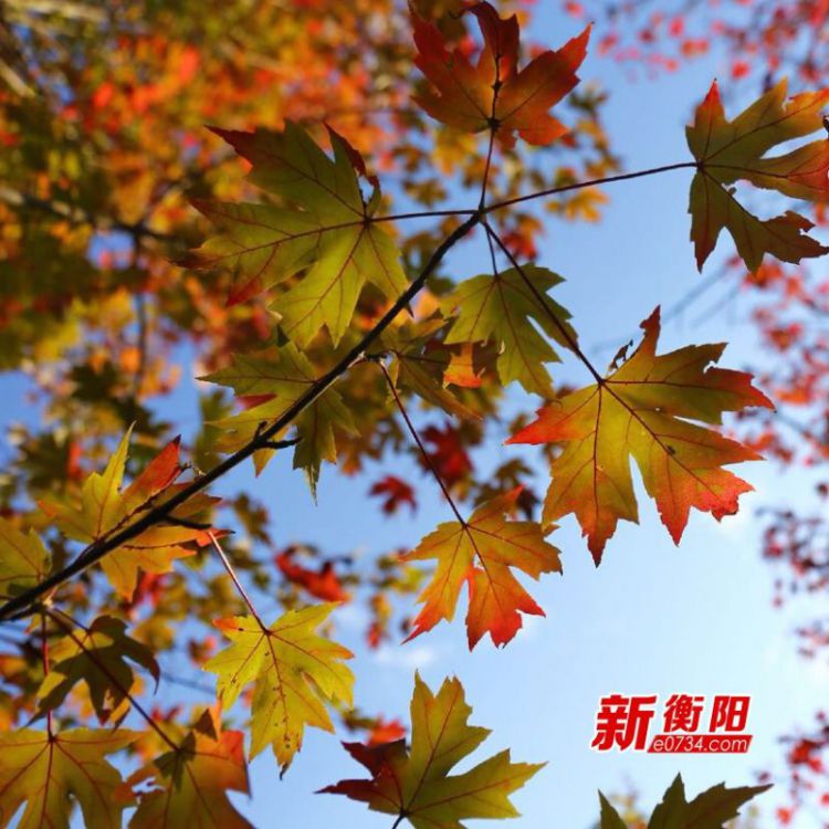 【赏秋】“霜叶红于二月花”衡阳陆家新屋枫叶红