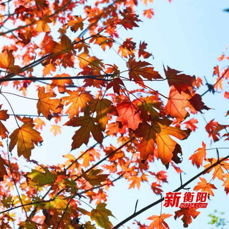【赏秋】“霜叶红于二月花”衡阳陆家新屋枫叶红