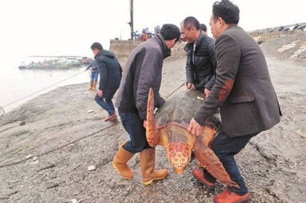 男子出海捕鱼，拉网以为网里有石头，拉上来才发现是一只大乌龟