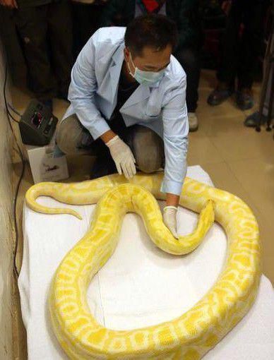 号称“世上最长”的黄金蟒现身广州，身长近6米体重40.5公斤